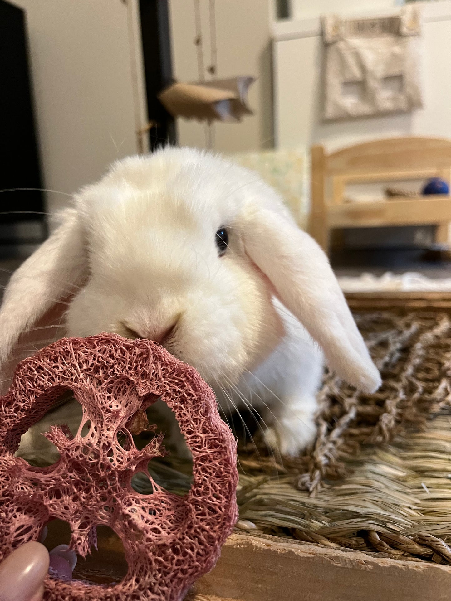 No Furries Delights - Tri-Flavoured Loofah