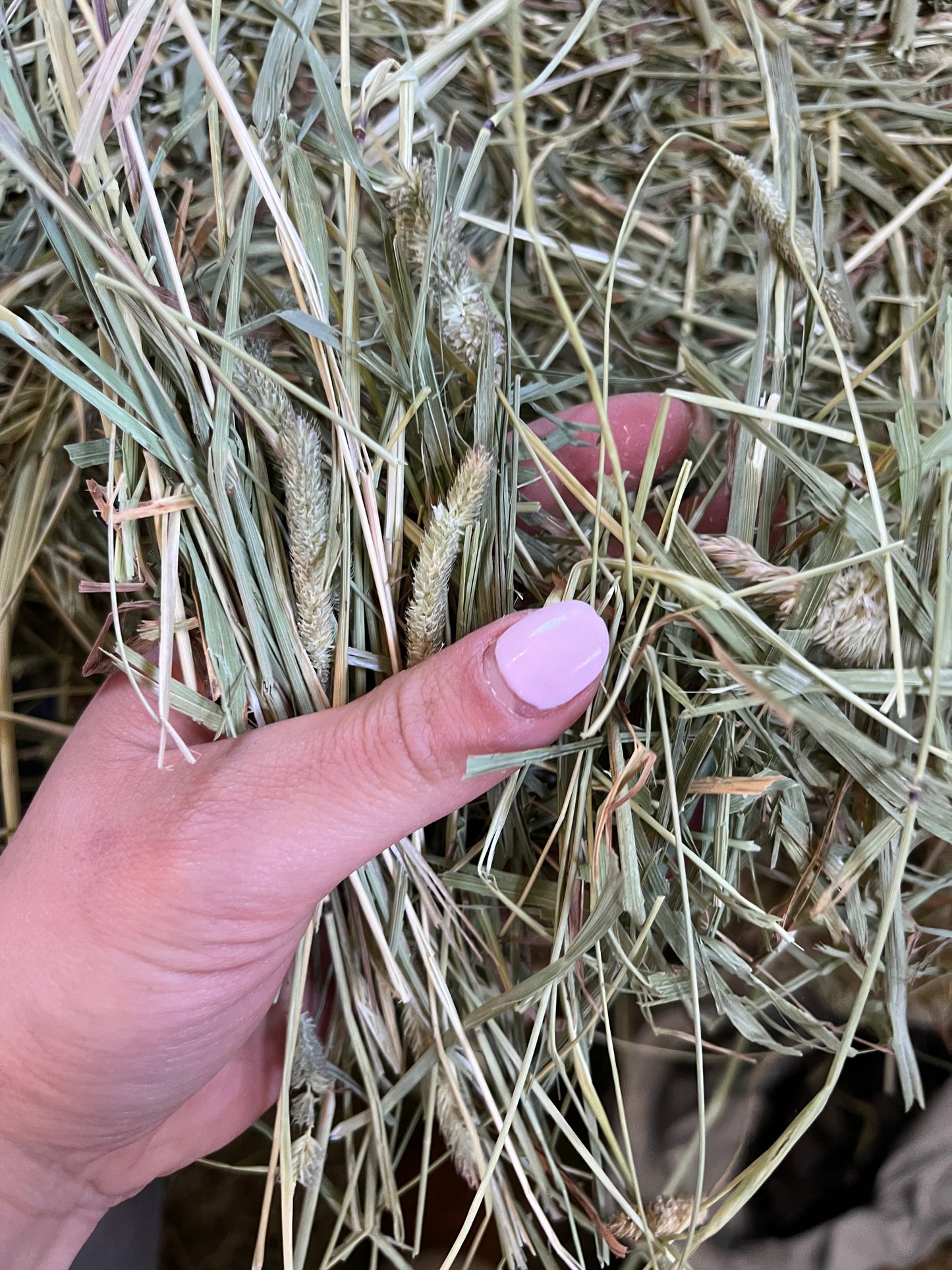 Canadian Timothy Hay