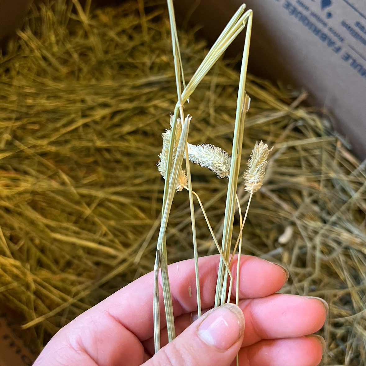 Timothy Hay