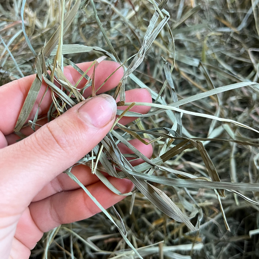 Orchard Grass