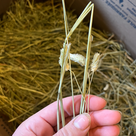 Timothy Hay